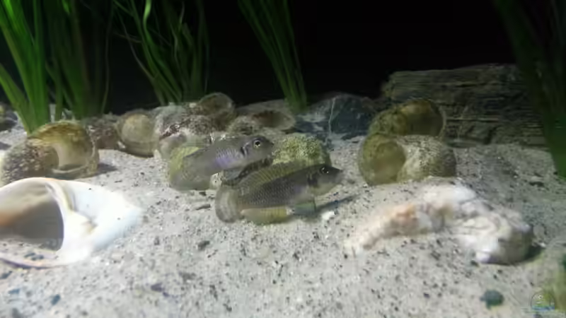 Lamprologus ocellatus ´gold isanga´ von Bitman (24)