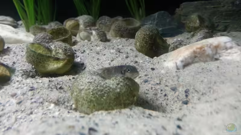 Lamprologus ocellatus ´gold isanga´ von Bitman (26)