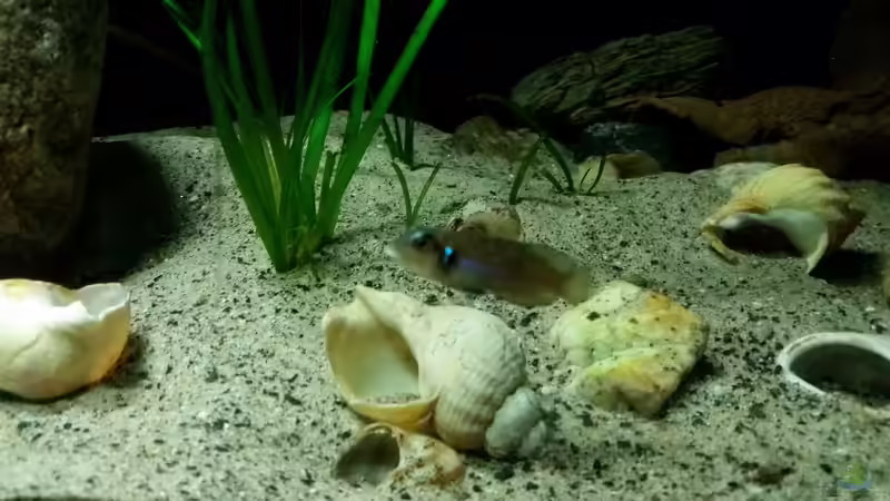 Lamprologus ocellatus ´gold isanga´ von Bitman (29)