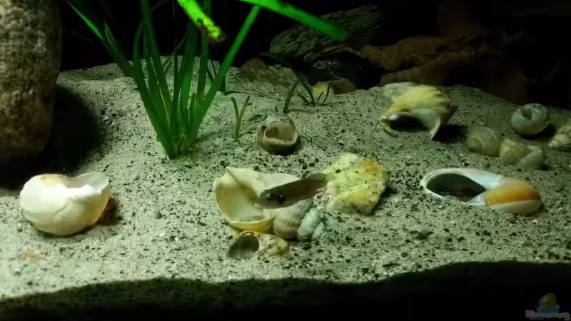 Einrichtungsbeispiele für Lamprologus ocellatus (Tanganjika-Schneckenbuntbarsch)