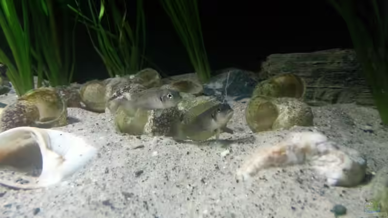 Einrichtungsbeispiele für Lamprologus ocellatus (Tanganjika-Schneckenbuntbarsch)