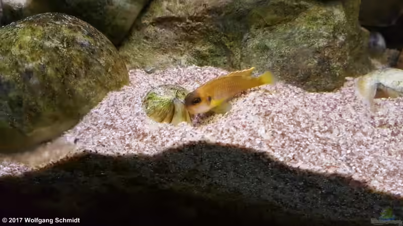 Lamprologus ocellatus ´gold´ von Bämbel (22)