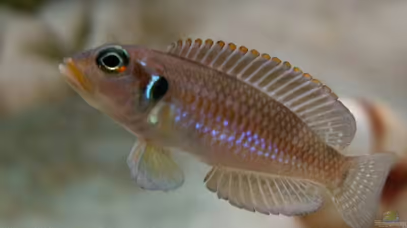 Lamprologus ocellatus gold von Joker (11)