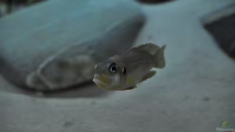 Lamprologus ocellatus ´Gold´ von Patrick Scheffer (6)