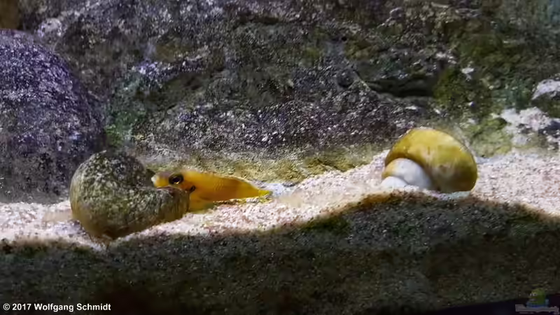 Einrichtungsbeispiele für Lamprologus ocellatus (Tanganjika-Schneckenbuntbarsch)