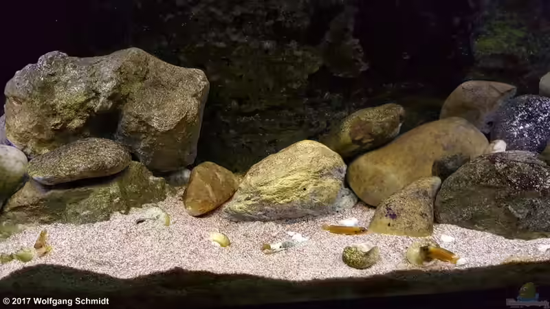 Einrichtungsbeispiele für Lamprologus ocellatus (Tanganjika-Schneckenbuntbarsch)