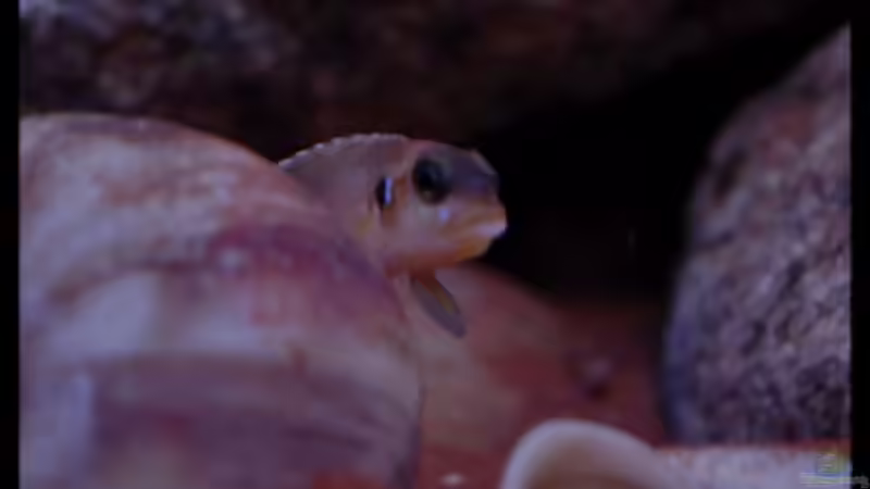 Lamprologus ocellatus Weib (1) - ...na, was gibt´s?... von ***ELLIS*** (58)