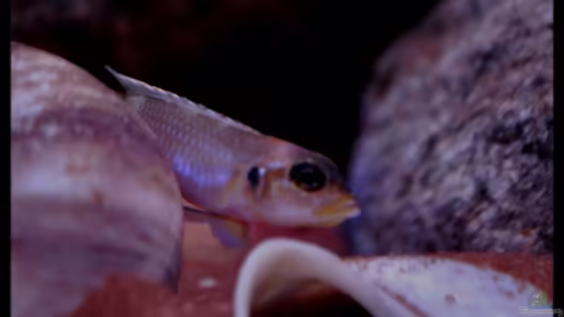 Lamprologus ocellatus Weib (2) - eindeutig erkennbar am weissen Saum der Dorsale (goldgelb beim Bock)! von ***ELLIS*** (59)