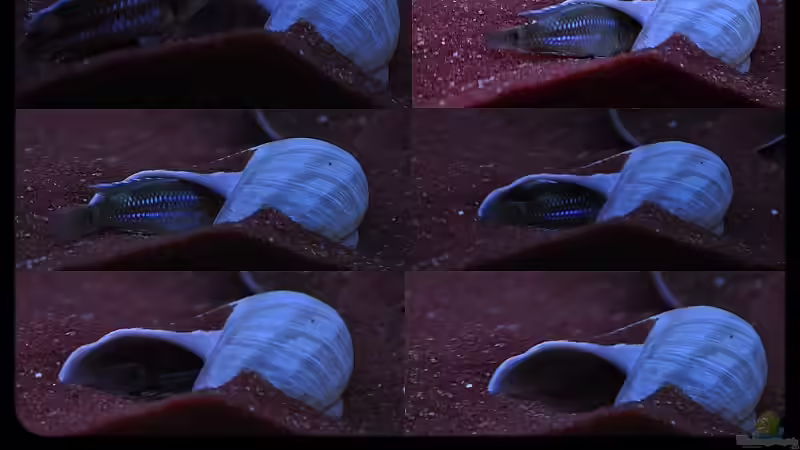 Lamprologus ocellatus Weib (Mix 1) - eindlich ein Haus bezogen...! von ***ELLIS*** (60)