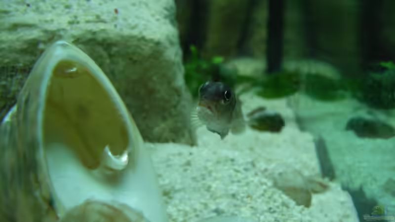 Einrichtungsbeispiele für Lamprologus ocellatus (Tanganjika-Schneckenbuntbarsch)