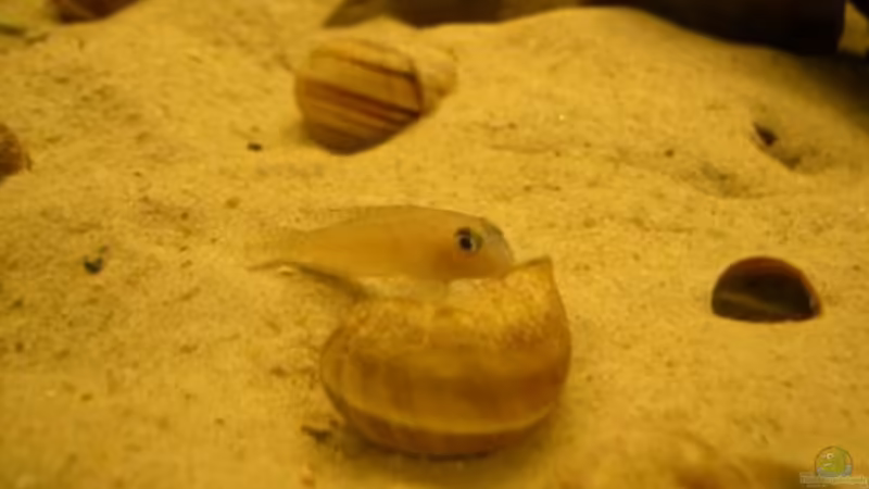 Lamprologus ornatipinnis von Frank Muth (7)