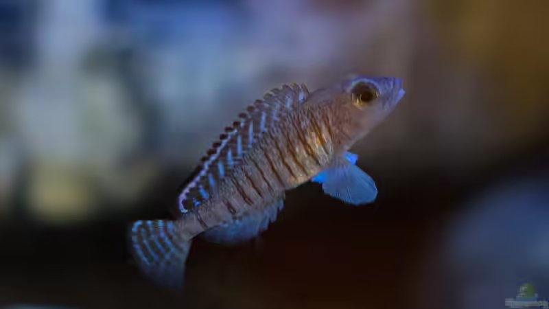 Lamprologus signatus im Aquarien halten (Einrichtungsbeispiele für Vielfachgebänderter Buntbarsch)