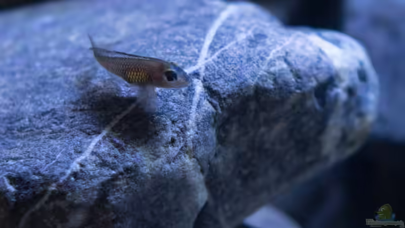 LAMPROLOGUS SIGNATUS von Baghira (33)