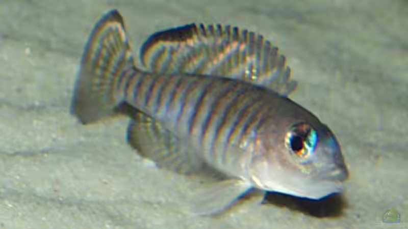 Lamprologus im Aquarium halten (Die Gattung Lamprologus)