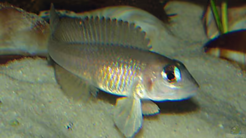 Lamprologus signatus im Aquarien halten (Einrichtungsbeispiele für Vielfachgebänderter Buntbarsch)