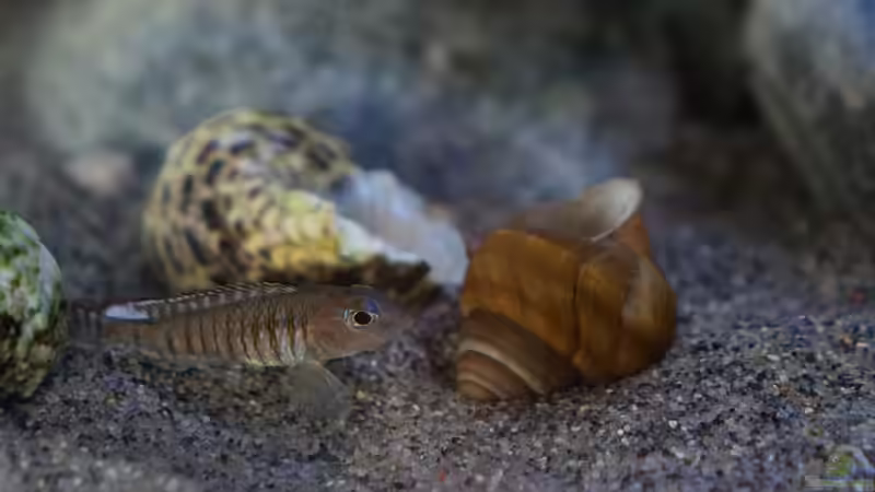 Lamprologus signatus im Aquarien halten (Einrichtungsbeispiele für Vielfachgebänderter Buntbarsch)