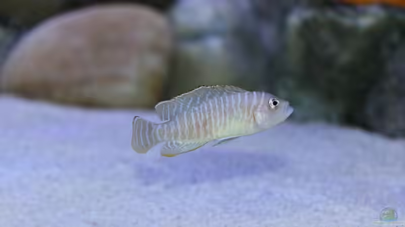 Lamprologus Similis von Duni (16)