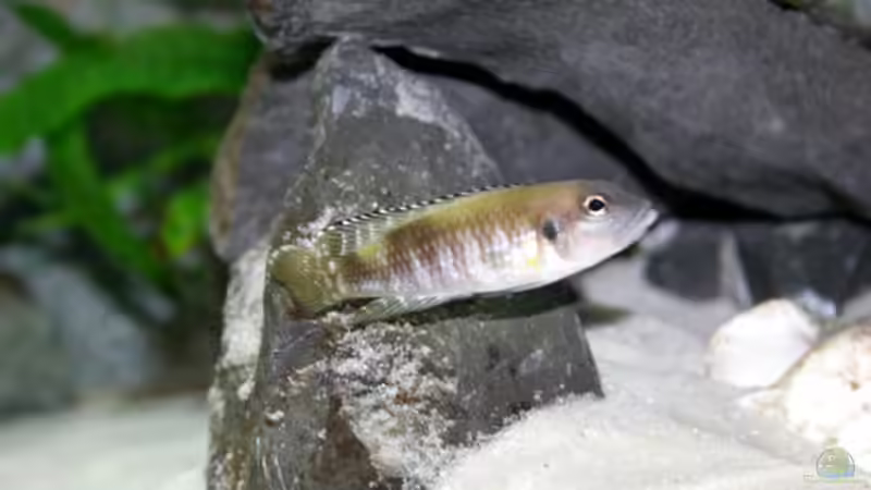 Aquarien mit Lamprologus speciosus