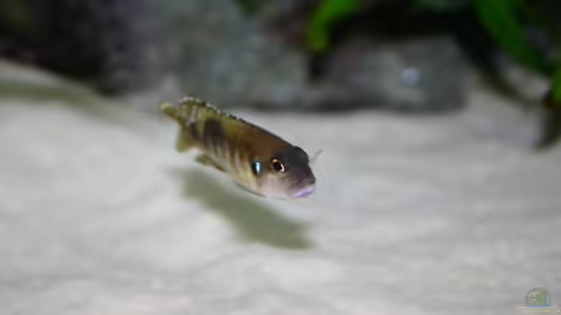 Aquarien mit Lamprologus speciosus