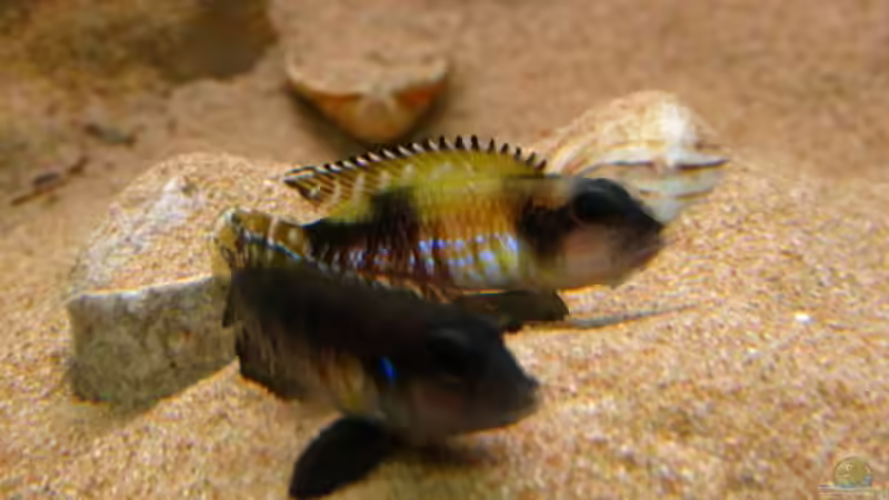 Lamprologus Speciosus female beim drohen von Malawigo (62)