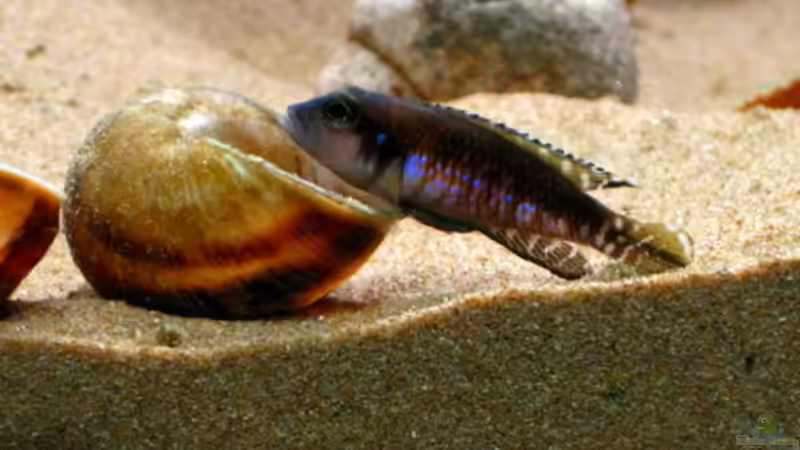 Lamprologus Speciosus von Malawigo (31)