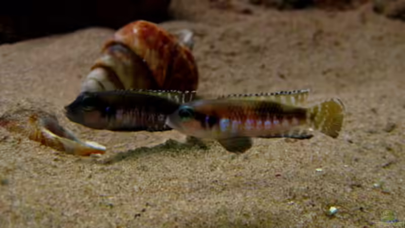 Lamprologus Speciosus von Malawigo (32)