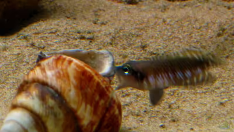 Lamprologus Speciosus von Malawigo (33)