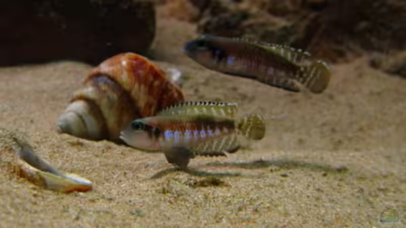 Lamprologus Speciosus von Malawigo (34)