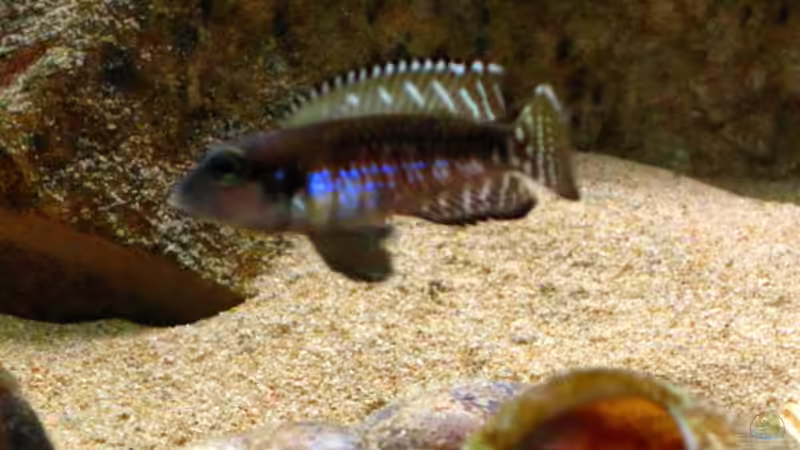 Lamprologus Speciosus von Malawigo (41)