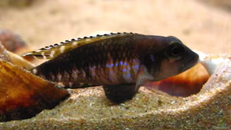 Lamprologus Speciosus von Malawigo (48)