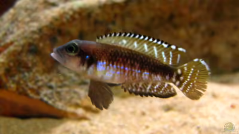 Lamprologus Speciosus von Malawigo (52)