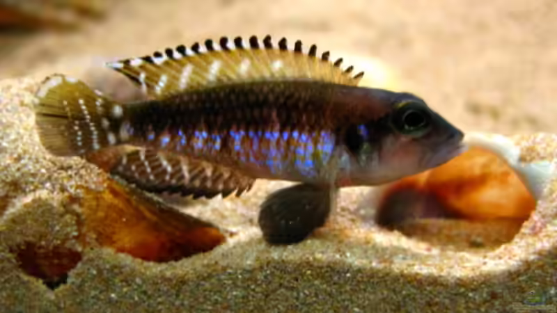 Lamprologus Speciosus von Malawigo (53)