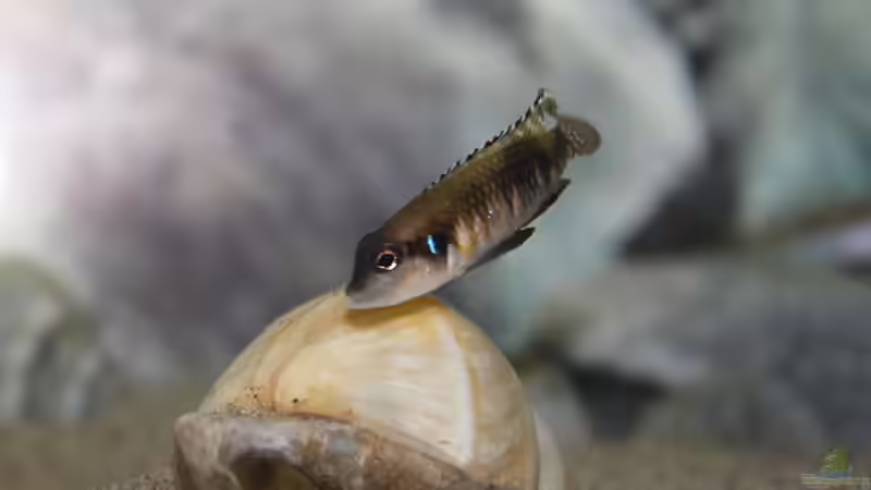 Lamprologus Speciosus von Talorin (11)