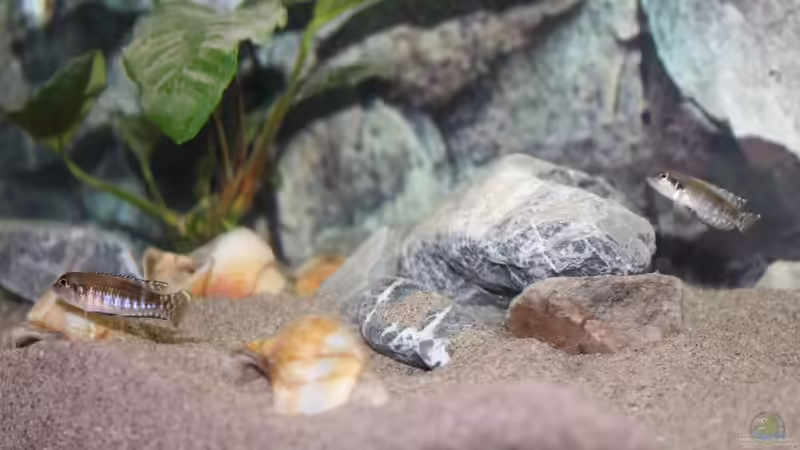 Lamprologus Speciosus von Talorin (13)