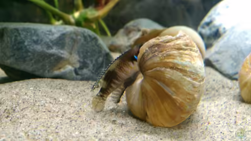 Lamprologus Speciosus von Talorin (7)