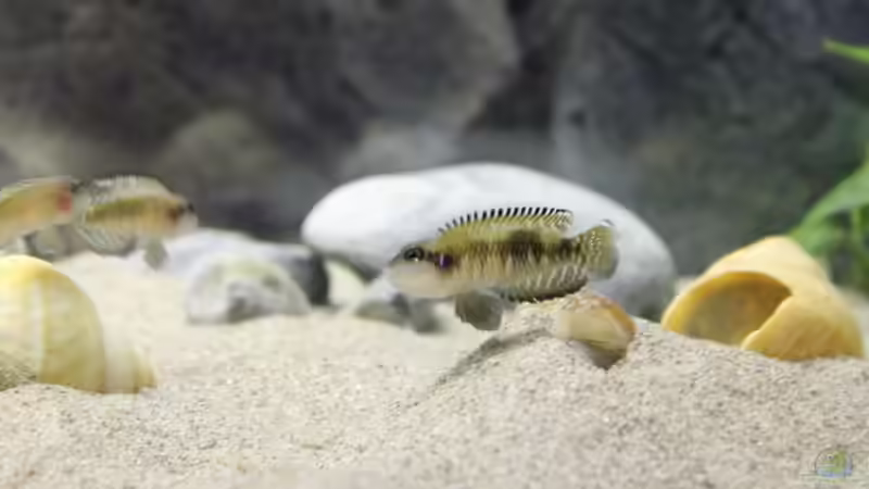 Lamprologus Speciosus von Talorin (8)