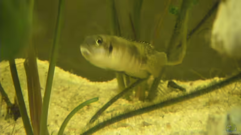 Lamprologus speciosus von Thomas Schlechter (8)