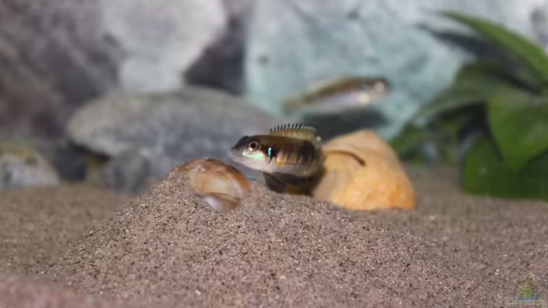 Aquarien mit Lamprologus speciosus