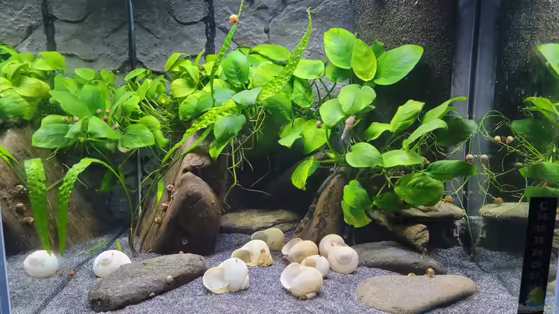 Lamprolus kungweensis Heimat von Chris Heerwagen (69)