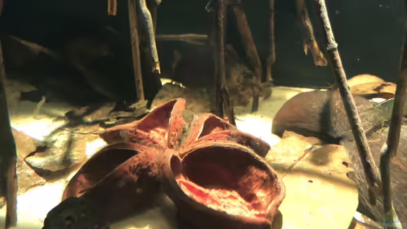 Landlotus von JuJu (11)