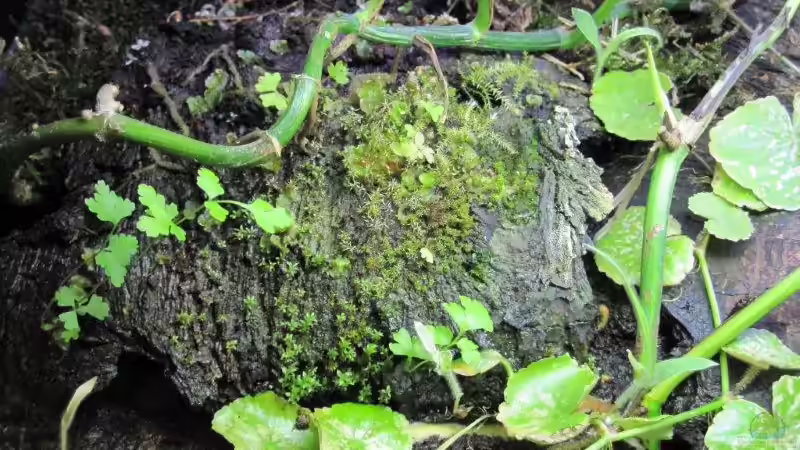 Landpflanzen/Moose von cammarus (6)