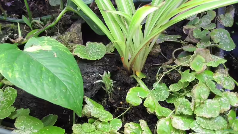 Landpflanzen von cammarus (7)