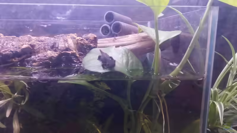 landphase bald geht es ins wasser  von Ceylon (37)