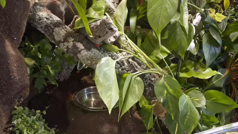 Landschaft mit Trinkstelle von Hoppe-Terrarienbau (4)