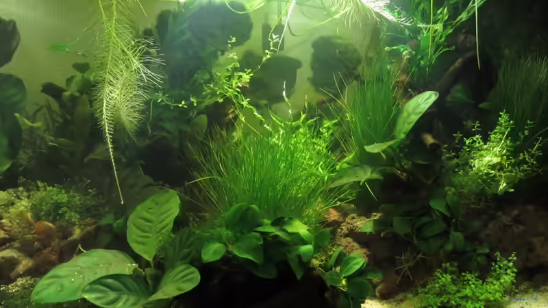 Landschaft rechts von Frank H. (6)