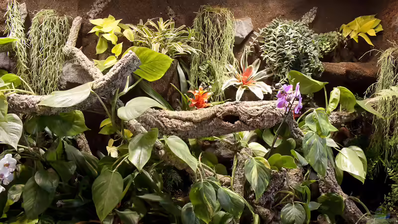 Landschaft von Hoppe-Terrarienbau (3)