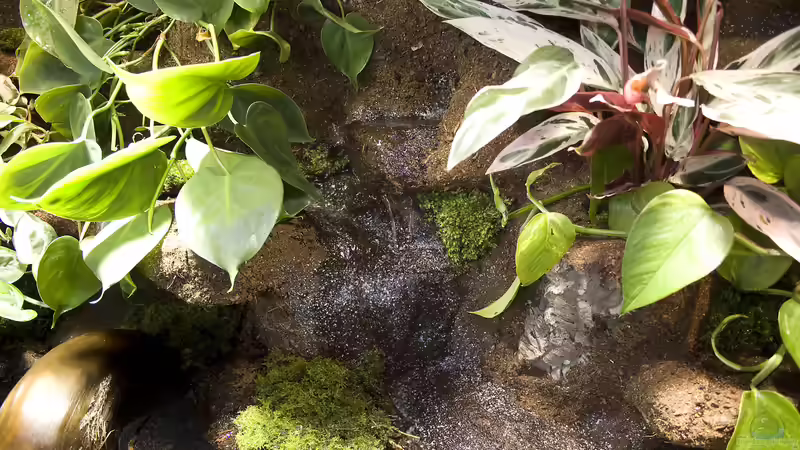 Landschaft von Hoppe-Terrarienbau (5)