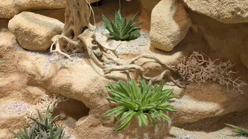 Landschaftsdetail von Hoppe-Terrarienbau (6)