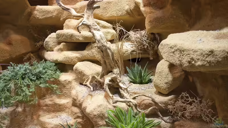 Landschaftstotale von Hoppe-Terrarienbau (4)