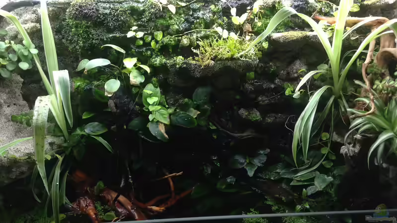 Landteil, schon leicht mit Moos zugewachsen von Stephi (15)